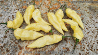 Bhut Jolokia (Ghost) White W Strain - Pepper Seeds - White Hot Peppers